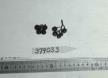 Click for 1 image(s) for this accession. FRUIT